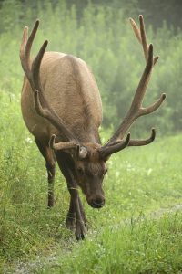 Almost time to elk hunt