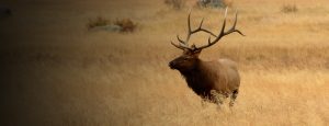 Archery Bull Elk Hunting