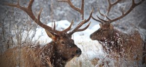 Massive elk in the snow fall