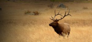 Big bull elk